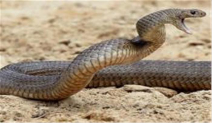 केरल : सर्पदंश से स्कूली बच्ची की मौत बाद विरोध प्रदर्शन