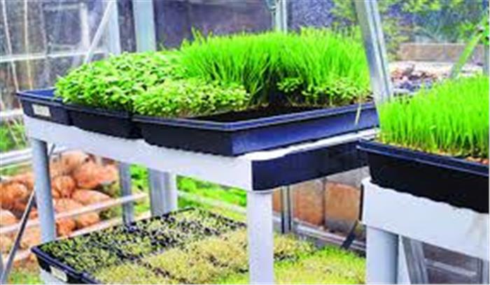 ‘कोरोना लॉकडाउन के दौरान माइक्रोग्रीन्स उगायें’ : वैज्ञानिक