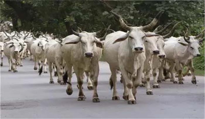 आगरा में ट्रेन से टकराई 15 गायें आगरा में ट्रेन से टकराई 15 गायें