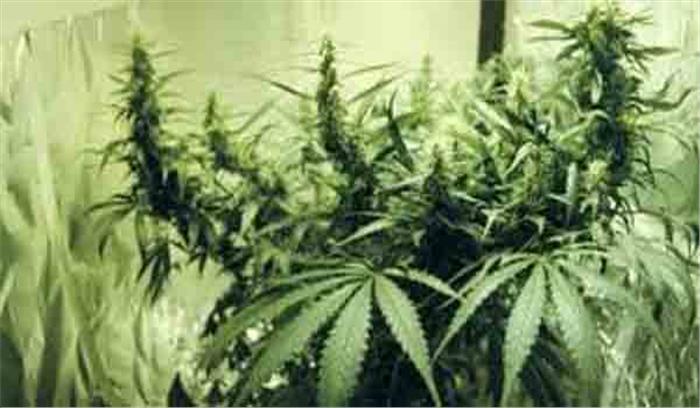 गांजे की खेती कर रहा एक आरोपी गिरफ्तार