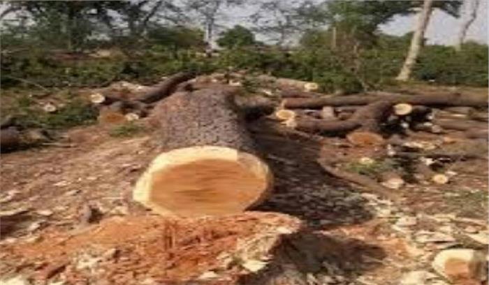 फोरलेन निर्माण के दौरान लकडी की अवैध कटाई मामले में आवश्यक कार्रवाई के निर्देश