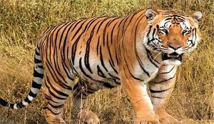 मप्र : सिवनी में किसान बाघ के डर से नहीं जा रहे खेत