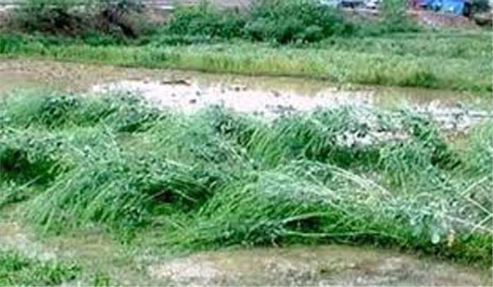 सिवनी में बारिश के साथ ओलावृष्टि, फसलों हुआ नुकसान