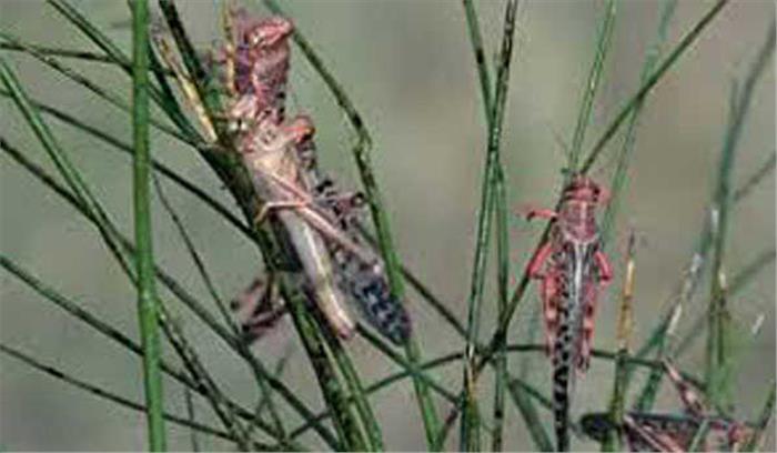 सेरोटोनिन: एक सामान्य मस्तिष्क रसायन से होता है टिड्डियों का प्रकोप सेरोटोनिन: एक सामान्य मस्तिष्क रसायन से होता है टिड्डियों का प्रकोप