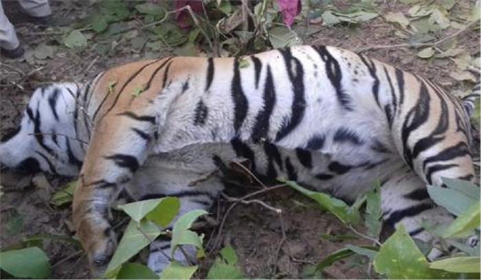 शहडोल : बाघ की संदिग्ध परिस्थितियों में मौत ​​​​​​​