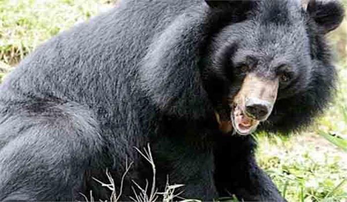 भालू के हमले में महिला की मौत