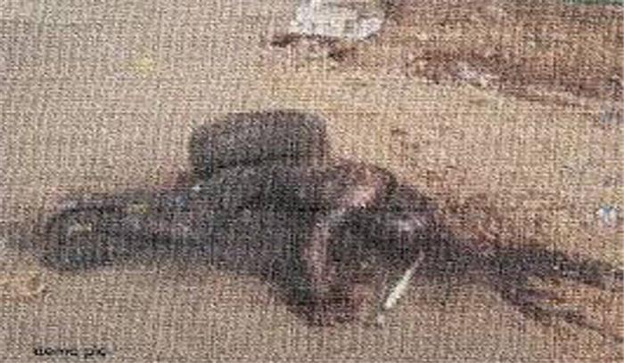 श्योपुर के जंगल से युवक की लाश बरामद