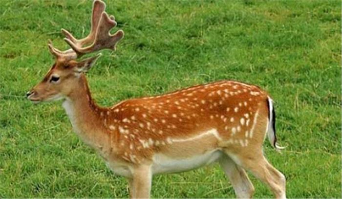 कैदियों से मिलाई के दौरान हिरण जेल में घुसा, मची अफरा तफरी