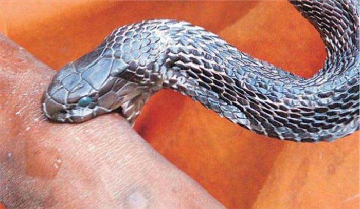 मध्यप्रदेश :सर्पदंश से युवक की मौत