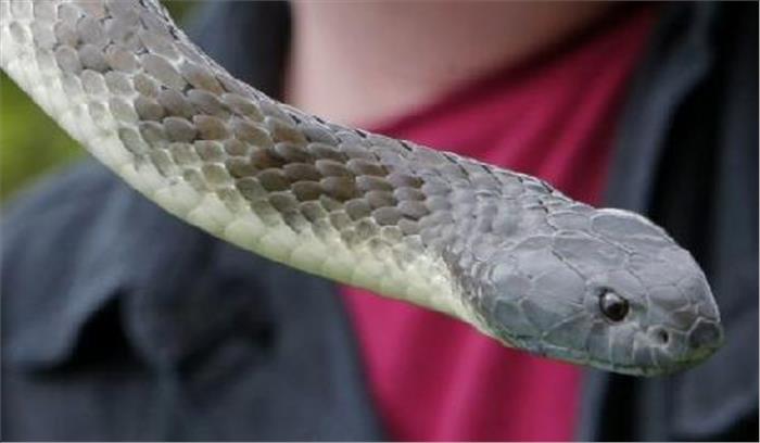 सर्प के काटने से एक व्यक्ति की मौत
