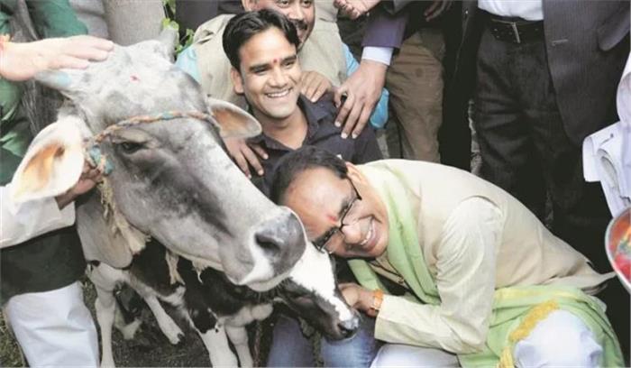 शिवराज के गौ मंत्रालय पर मध्यप्रदेश में गरमाई राजनीति 