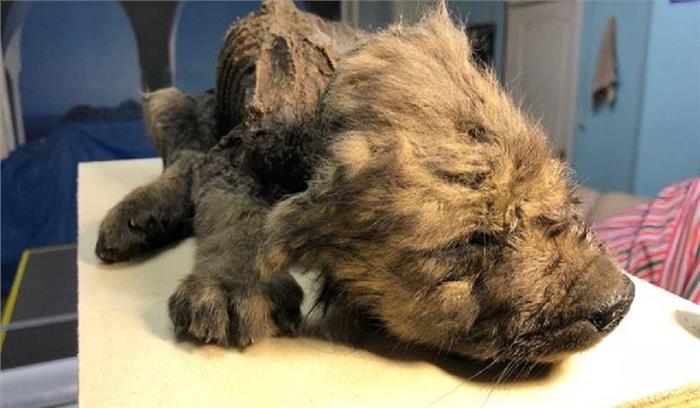 साइबेरिया में 18 हजार साल पहले दफनाया गया पिल्ला मिला