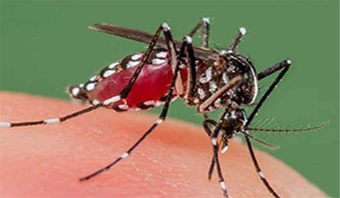 मध्यप्रदेश : डेंगू का प्रकोप, एक बच्ची को डेंगू, तीन बीमार