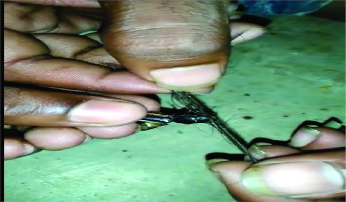 सिमगा में मिला चोटी काटने वाला कीड़ा