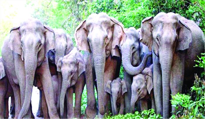 हाथियों के उत्पात से थर्रा रहे कोरबा व कटघोरा के लोग