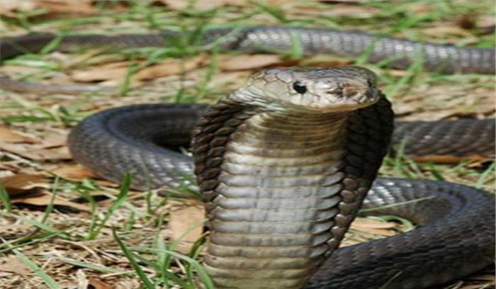 सांप काटने से महिला की मौत