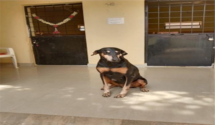 स्निफर डॉग ने 12 किलोमीटर दौड़कर हत्यारोपी को दबोचने में मदद की