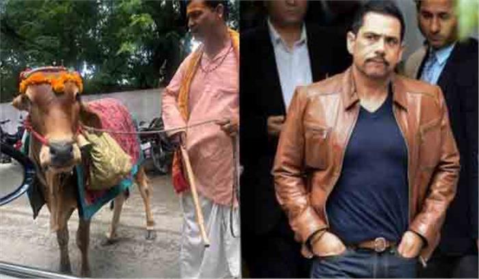 पवित्र गाय बता सकती है आपका भविष्यफल : रॉबर्ट वाड्रा पवित्र गाय बता सकती है आपका भविष्यफल : रॉबर्ट वाड्रा