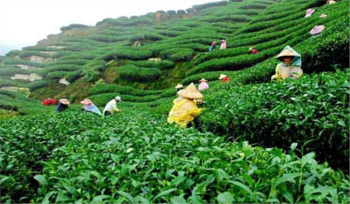 इस साल अगस्त में दक्षिण भारत में घटा चाय का उत्पादन