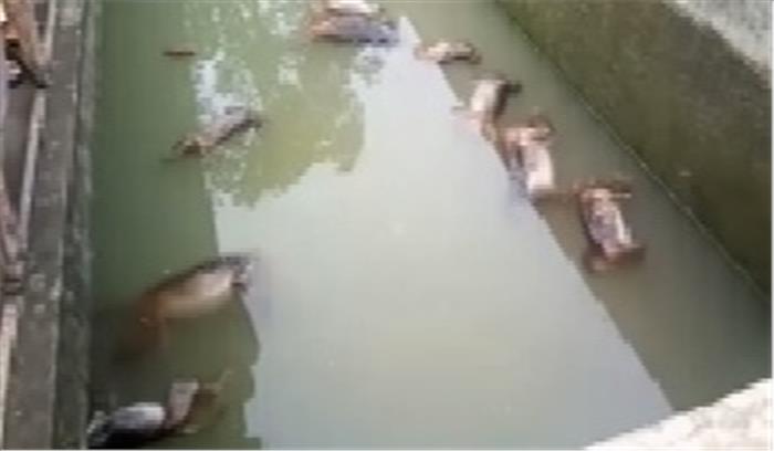 असम के जलाशय में 13 बंदर मृत पाए गए