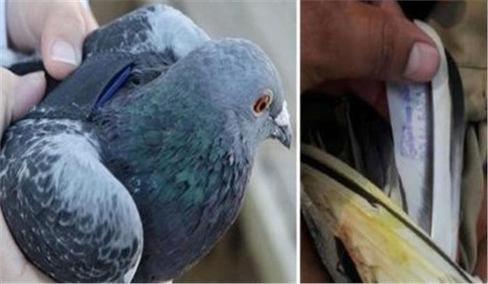 पाकिस्तान सीमा पर लगातार दूसरे दिन संदिग्ध कबूतर पकड़ा गया