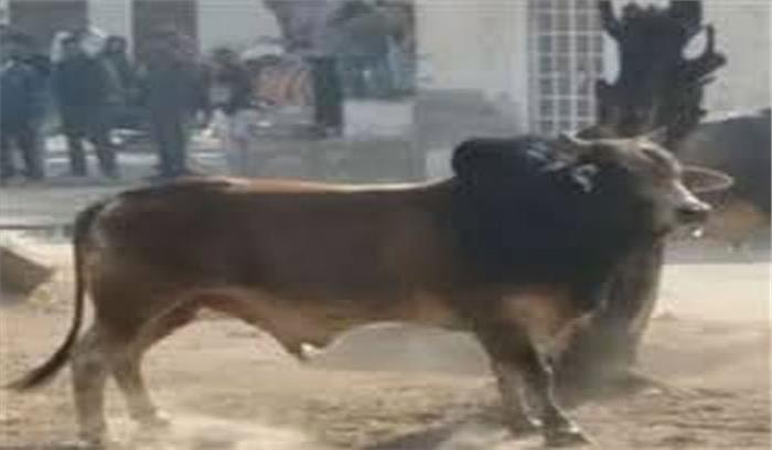 सांड से बाइक टकरायी,युवक की मौत