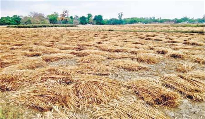 पश्चिमोत्तर क्षेत्र में बारिश ने किसानों की उम्मीद पर फेरा पानी