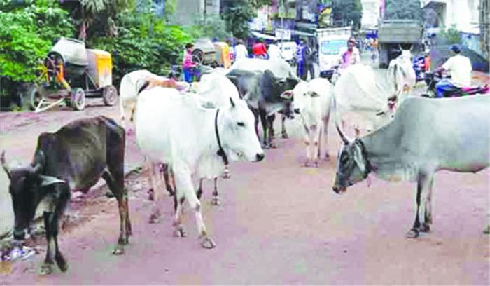 सड़कों पर मवेशियों का जमावड़ा