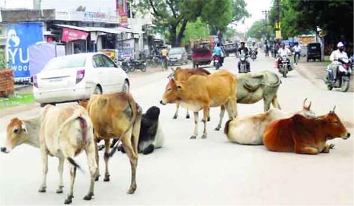 नगरवासियों के लिए सिरदर्द साबित रहे आवारा मवेशी 