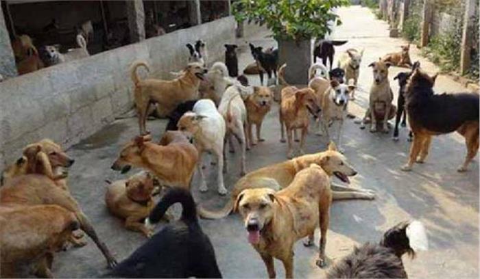 आवारा कुत्तों के आतंक से बचाएगा एनजीओ, प्राधिकरण ने की पहल