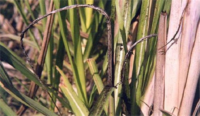 उत्तर प्रदेश में 50,244 गन्ना उत्पादक किसानों को एसएमएस भेज कर किया जागरूक