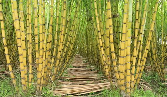 चीनी का उत्पादन 310 लाख टन से ज्यादा हो चुका है : इस्मा