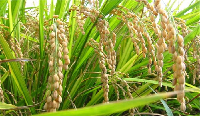 ग्रीष्मकालीन धान के स्थान पर दलहन, तिलहन एवं मक्का की फसल लेने पर जोर