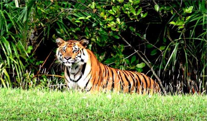 सुंदरबन के बुनियादी ढांचे के विकास की परियोजनाएं शुरू