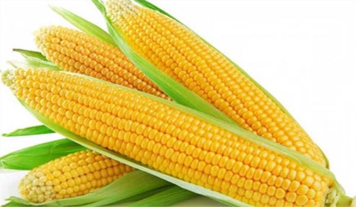 स्वीट कार्न के उत्पादन को बढ़ावा देने के लिये किसानों को प्रेरित किया जायेगा