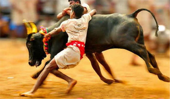 तमिलनाडु: जल्लीकट्टू के दौरान 3 लोगों की मौत