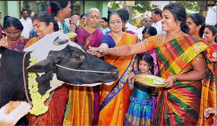 तमिलनाडु: उल्लास के साथ मनाया जा रहा पोंगल