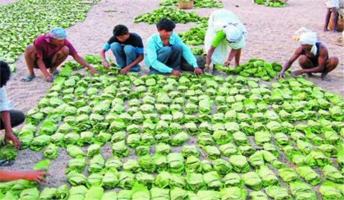 तेन्दूपत्ता नीलामी की प्रक्रिया पर हाईकोर्ट ने सरकार से मांगा जवाब