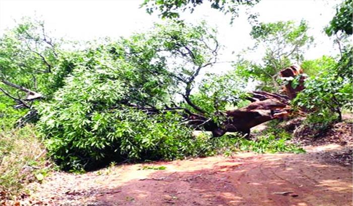 तमनार इलाके क्षेत्र में तूफान ने मचाया तांडव