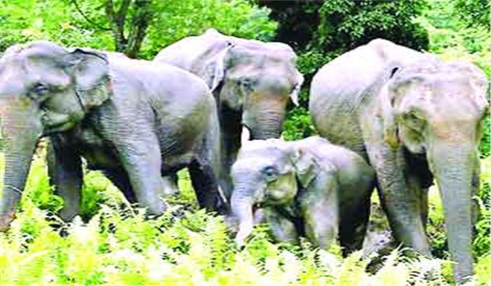हाथियों ने फिर मचाया उत्पात,स्कूल भवन किया क्षतिग्रस्त,मध्यान्ह भोजन भी कर गए चट हाथियों ने फिर मचाया उत्पात,स्कूल भवन किया क्षतिग्रस्त,मध्यान्ह भोजन भी कर गए चट