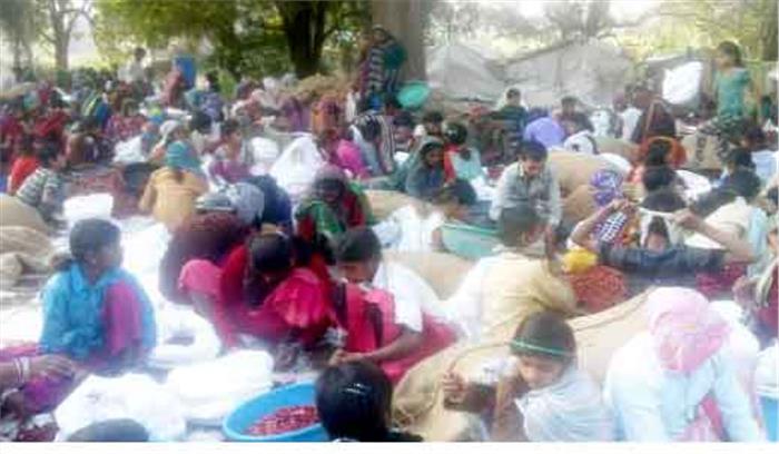 छात्र-छात्राओं से तुड़वाए जा रहे मिर्ची के डंठल