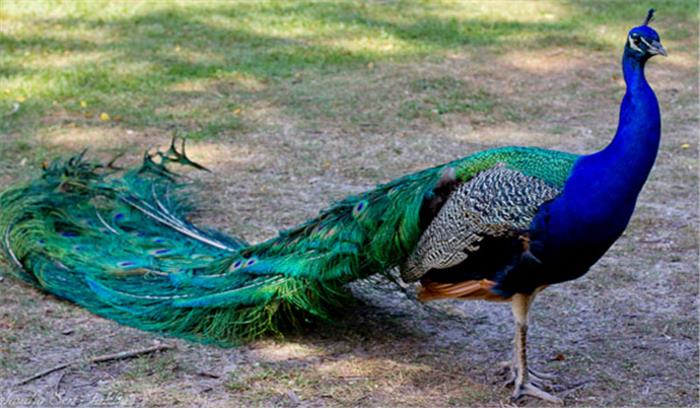 मध्यप्रदेश : प्यास से मोर की मौत, खासा जल संकट की स्थिति