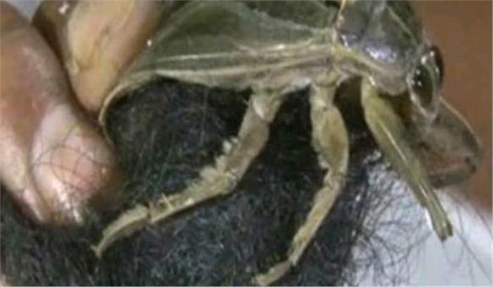 उप्र : चोटीकटवा कीड़ा पकड़ा गया