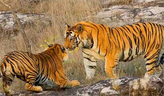 मध्यप्रदेश में राष्ट्रीय बाघ आकलन का प्रथम चरण आज से शुरू