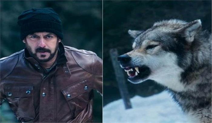 टाइगर जिंदा है में भेड़ियों से लड़ते नजर आएंगे सलमान