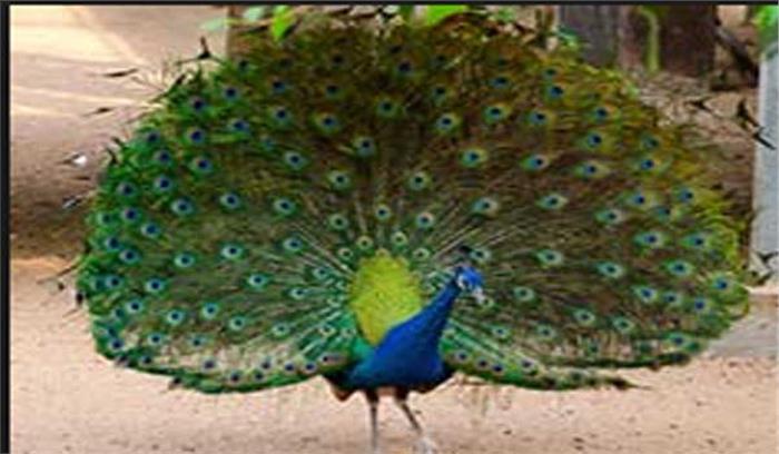 टीकमगढ़: वाहन की टक्कर से मोर की मौत