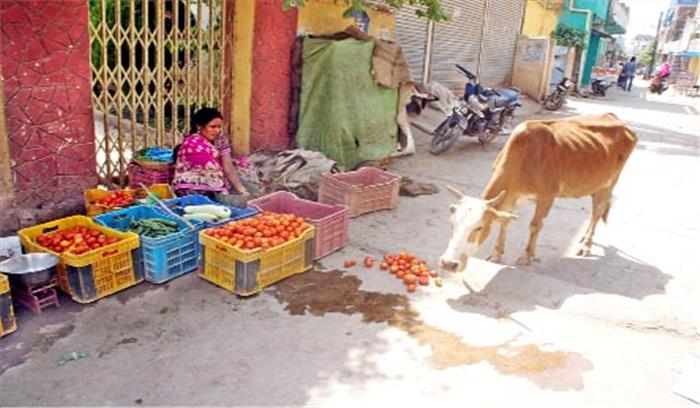 टमाटर दो रूपए किलो, किसानों ने खेत में छोड़ी फसल
