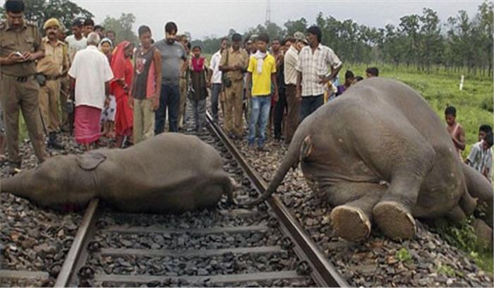 ट्रेन से टकराकर दो हाथियों ने दम तोड़ा
