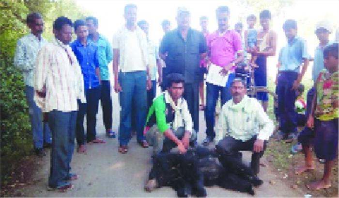 पेड़ से गिरकर मादा भालू की मौत