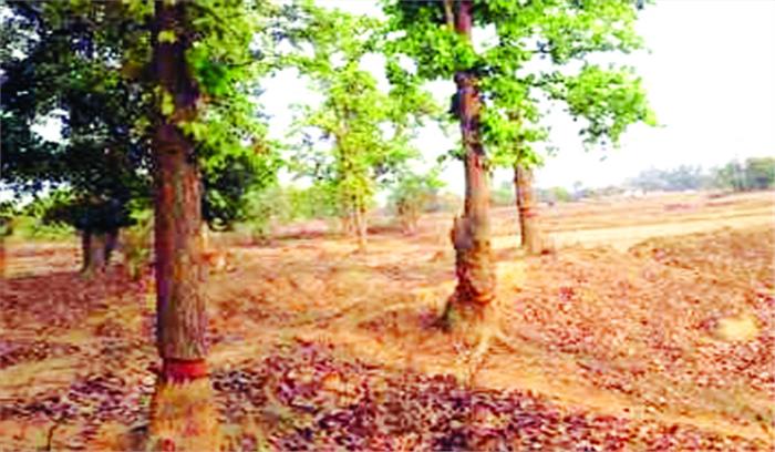 लकड़ी की तस्करी धड़ल्ले से,वन विभाग उदासीन